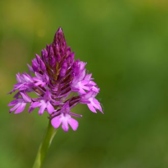 Spitzorchis